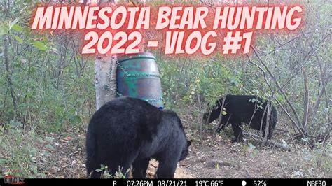 Resident Junior Hunting License (6. . Mn bear hunting lottery results 2022